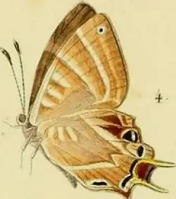 Ilustração de 1833 da borboleta Saribia tepahi, retirada de uma obra de Jean-Baptiste Alphonse Dechauffour de Boisduval.
