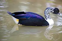 Foto de um pato-de-crista macho