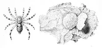 Sason robustum (com ninho).
