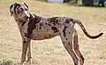 Cão leopardo de Catahoula