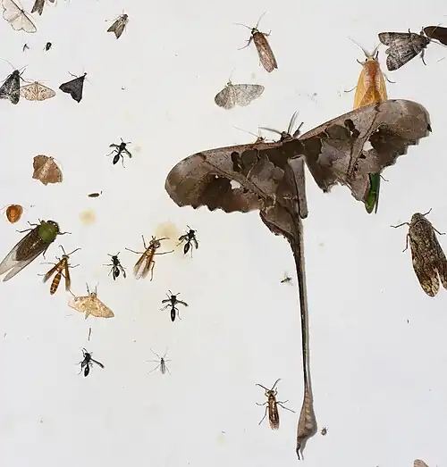 Fotografia de um C. jehovah de asa destruída, e outros insetos atraídos pela luz, incluindo uma cigarra e diversos Hymenoptera, na Guiana Francesa. Mariposas costumam entregar suas caudas para escapar de predação.[5]