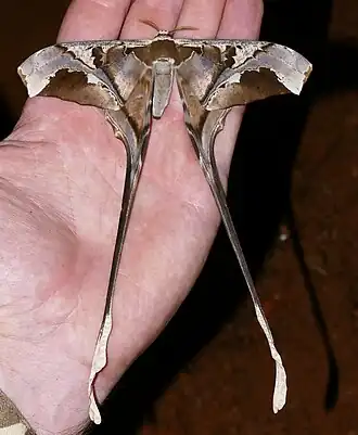 Fotografia de Arsenurinae do gênero Copiopteryx; a sua espécie-tipoː Copiopteryx semiramis.