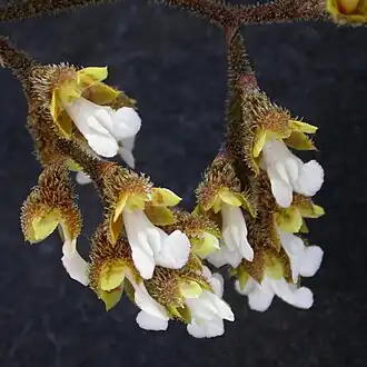 Saundersia paniculata