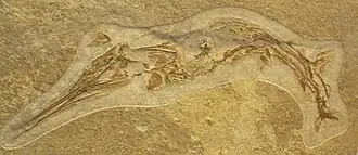 Saurichthys curionii