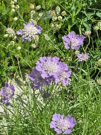 Scabiosa graminifolia