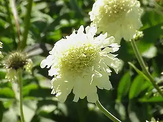 Scabiosa ochroleuca.