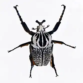 Goliathus orientalis, macho