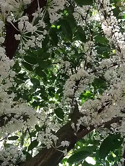 Phaleria clerodendron&nbsp;[en]