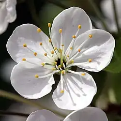 Cerasus (Rosaceae)