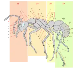 10 = Escutelo em Formicidae (Hymenoptera)