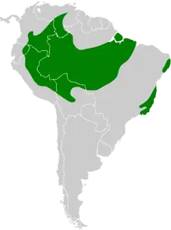 Distribuição do flautim-marrom