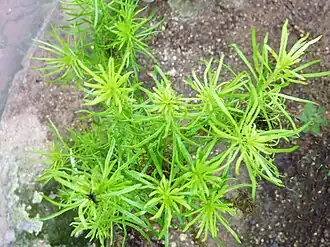 Schizogyne glaberrima