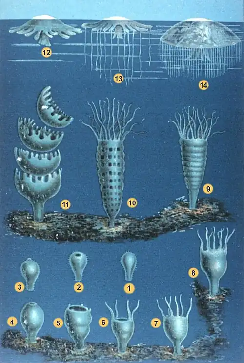Os estágios de desenvolvimento do ciclo de vida de águas-vivas Scyphozoa: 1–3 Larva procura um local 4–8 Pólipo cresce 9–11 Pólipo estrobila. 12–14 Medusa cresce.