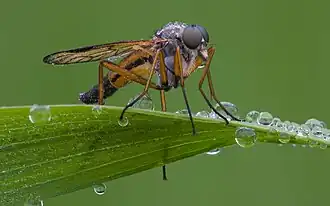 Rhagio scolopaceus&nbsp;[en]