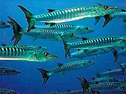 Cardume de Sphyraena putnamae (Bora Bora).