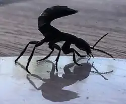 Comportamento deimático.