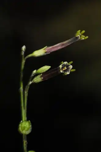 Schwenckia angustifoli