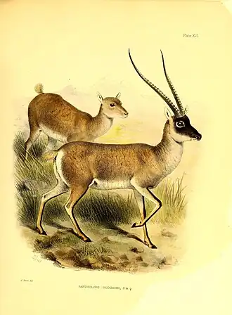 Ilustração do chiru (Pantholops hodgsonii)
