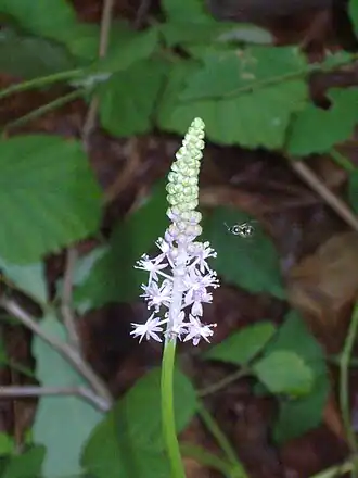 Barnardia scilloides