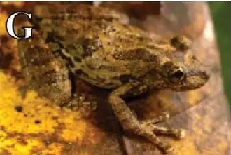 Indivíduo no Parque Nacional da Serra das Lontras[2]