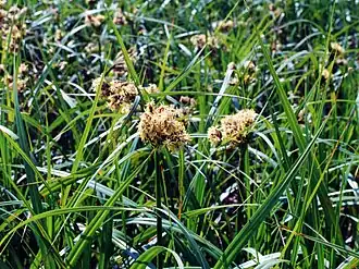 Scirpus atrovirens