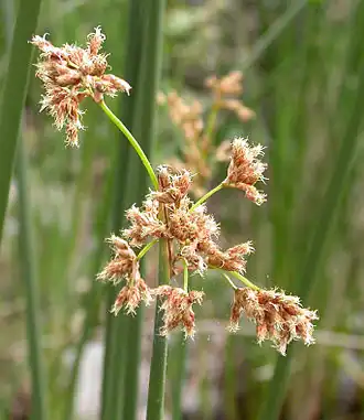 Scirpus californicus