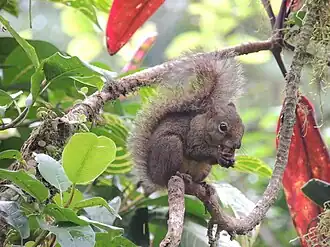 G. b. ingrami avistado em Timbó em Santa Catarina