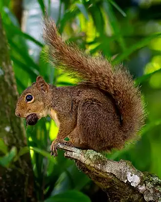 G. b. ingrami avistado em Igaratá, em São Paulo