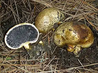 Scleroderma cepa&nbsp;[en]