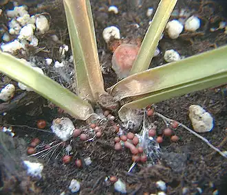 Escleródios de A. delphinii perto de uma hosta infetada