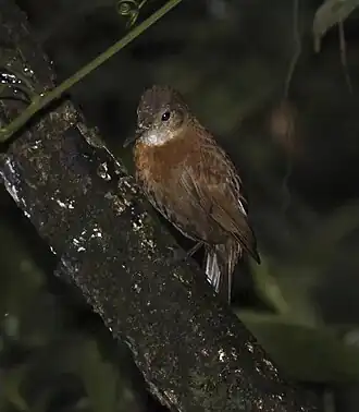Vira-folha-cearense (Sclerurus cearensis)em Guaramiranga, Ceará, Brasil.