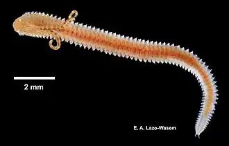 Marenzelleria viridis (Verrill, 1873).