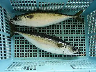 Scomber japonicus