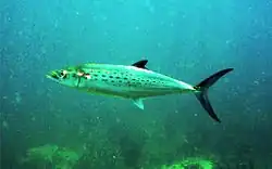 Scomberomorus maculatus (acima) e Scomberomorus commerson (abaixo).