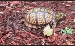 Female digging a hole