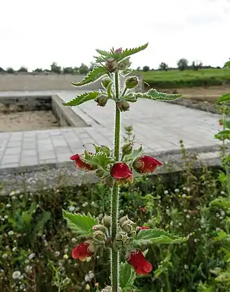 Scrophularia grandiflora em Conímbriga (Coimbra).