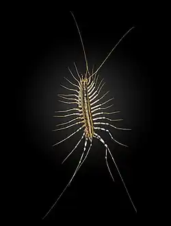 Scutigera coleoptrata (cabeça na parte superior).