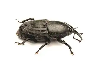 Fotografia do besouro picudo del agaveː Scyphophorus acupunctatus, um gorgulho que impede a produção do mezcal.[38]