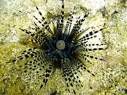 Echinothrix calamaris.