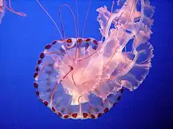 Uma medusa-de-riscas-púrpuras (Chrysaora colorata) no aquário da baía de Monterey.