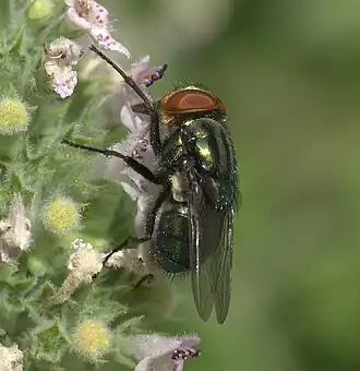 Cochliomyia macellaria