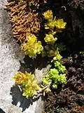 Sedum alpestre