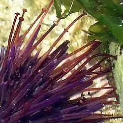 Os ouriços-do-mar aderem às superfícies com seus pés ambulacrários.