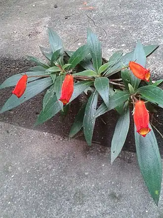 Plantas de S. sylvatica crescendo em fendas de uma escada na Região Sudeste do Brasil.