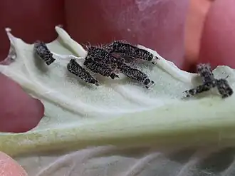 Segunda muda ou pele da lagarta da couve.