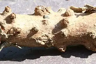 Antracnose produzida pelo fungo Seiridium cardinale no hospedeiro Thuja plicata onde se localizam os acérvulos