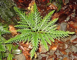 Selaginella flabellata