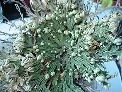 Selaginella lepidophylla.