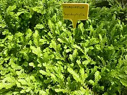 Selaginella lepidophylla