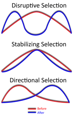 Gráfico demonstrando os efeito antes e depois da seleção